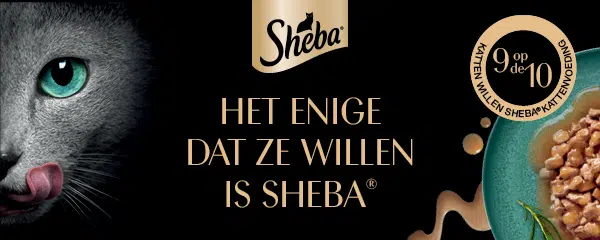 25MAR2508350_SHEBA_Banner_ITM_600x240_NL