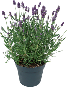 Winterharde lavendel